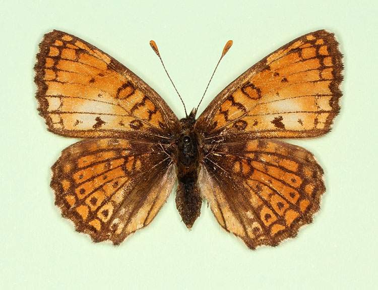 Melitaea cinxia female (aberrant form fulla) (Internet Image property of respective owner, non-commercial use only)
